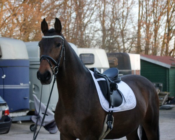 dressage horse Loki 85 (unknown, 2005)