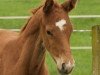 Springpferd Cheeky Cute Red (Westfale, 2016, von Contact Me)