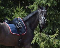 dressage horse Paul (Hanoverian, 2009, from Pius Paccelli 126 FIN)