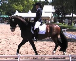 dressage horse Sanciscus (Hanoverian, 2010, from Sancisco)