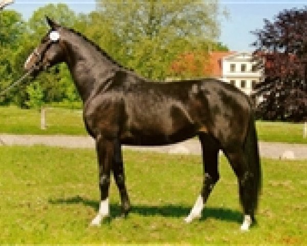 broodmare Vinaya (Danish Warmblood,  , from De Niro)