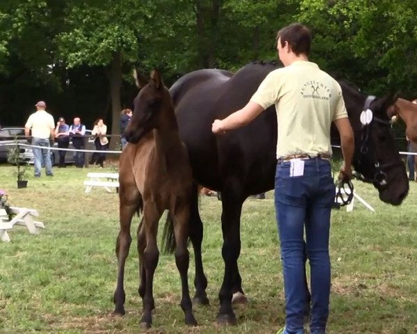 dressage horse Hengst von Sandro Hit (Hanoverian, 2016, from Sandro Hit)