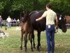 dressage horse Hengst von Sandro Hit (Hanoverian, 2016, from Sandro Hit)