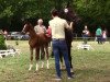 jumper Stute von Qualito (Hanoverian, 2016, from Qualito)