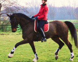 dressage horse Arsanio (Hanoverian, 1999, from Amoroso Assai)