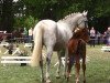 broodmare Chaccoletta (Hanoverian, 2016, from Chacco Gold)