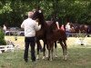 dressage horse Stute von Buckingham (Hanoverian, 2016, from Buckingham)