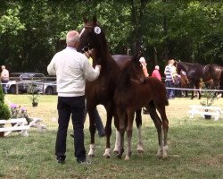 dressage horse Stute von Buckingham (Hanoverian, 2016, from Buckingham)