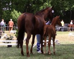 dressage horse Hengst von Sarotti Mokka Sahne (Hanoverian, 2016, from Sarotti Mocca-Sahne)