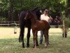 dressage horse Diana (Hanoverian, 2016, from De Niro)