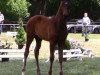 dressage horse Faizah (Hanoverian, 2016, from Finest)