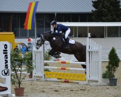 Springpferd Dreamcatcher 12 (Deutsches Reitpony, 2010, von Dream of Lord)