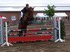 jumper Goldino B (KWPN (Royal Dutch Sporthorse), 2011, from Arko III)