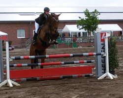 Springpferd Goldino B (KWPN (Niederländisches Warmblut), 2011, von Arko III)