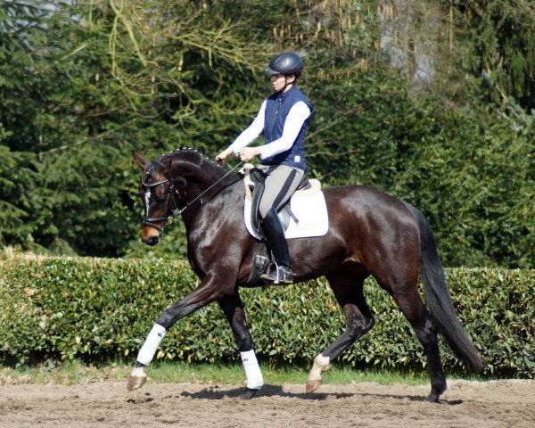 broodmare So ne` Feine (Oldenburg, 2012, from Sir Donnerhall I)