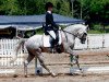 dressage horse Holsteins Saigon (German Riding Pony, 2006, from Holsteins Tamino)