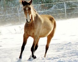 broodmare Banu Teke (Akhal-Teke, 2011, from Portos)