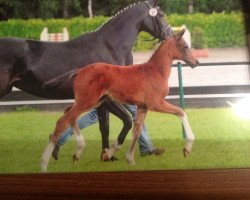 dressage horse Vleur (Oldenburg,  , from Fidertanz)