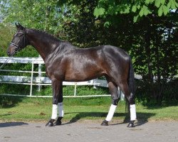 dressage horse stdg (Hanoverian, 2012, from Stedinger)