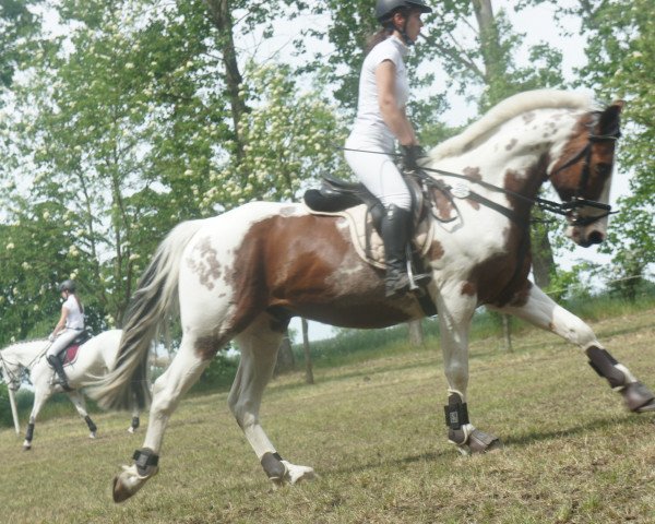 Springpferd Salko M (Deutsches Reitpferd, 2011, von Samico F)