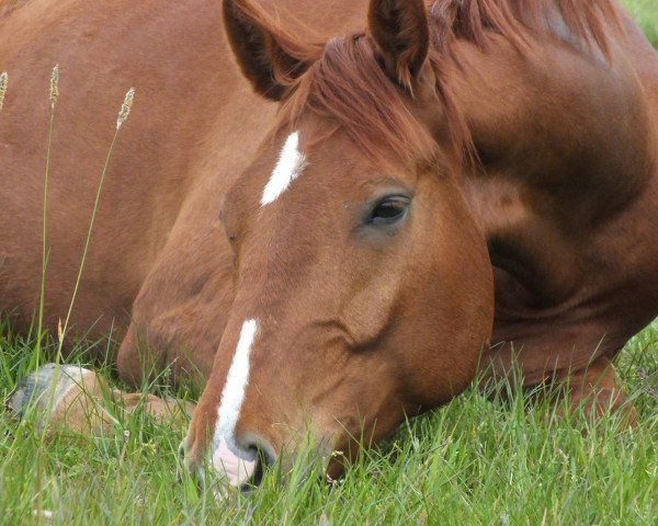 dressage horse Daminjo (Hanoverian, 2010, from Dancier)