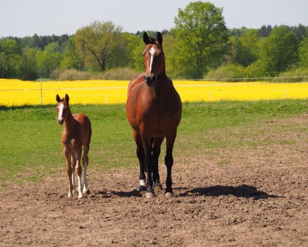 broodmare Katharina 34 (unknown, 2001)