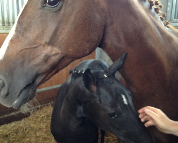 broodmare Dawina (Hanoverian, 1998, from Davignon I)