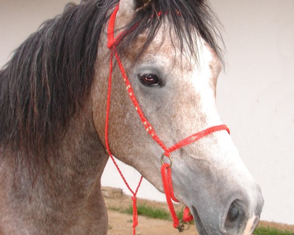 horse WAS Perusha (Arabian thoroughbred, 2004, from Bel Provider ox)