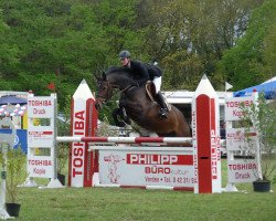 broodmare Amissi (Hanoverian, 2003, from Acord II)