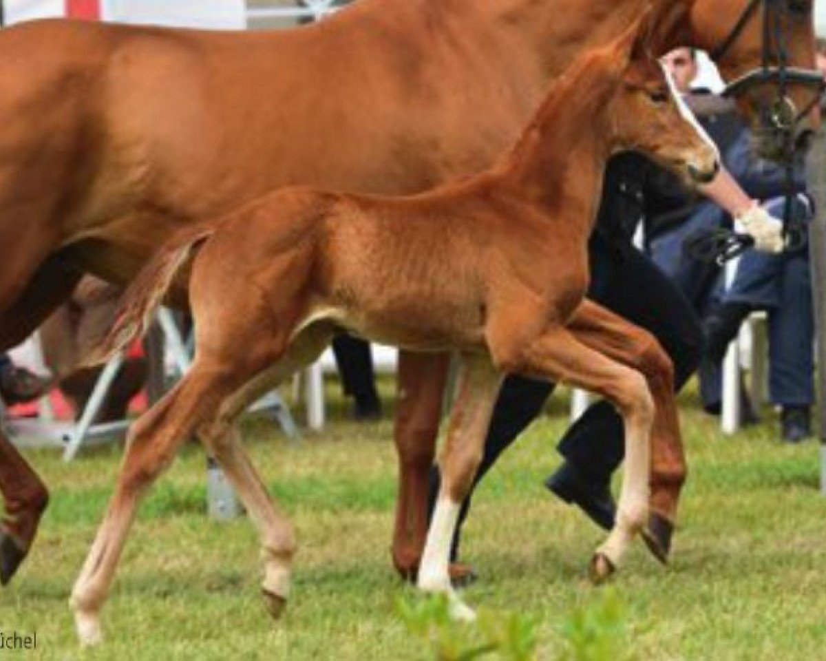 jumper Dance of Dreams (Hanoverian, 2012, from Dancier)