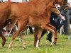 jumper Dance of Dreams (Hanoverian, 2012, from Dancier)