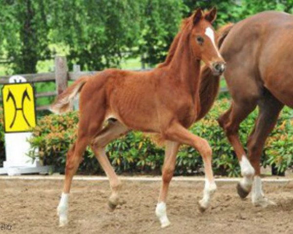 dressage horse Facetime (Hanoverian, 2012, from Fuechtels Floriscount OLD)