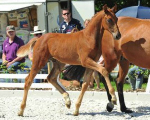 dressage horse Don Diamant (Hanoverian, 2012, from Don Frederico)