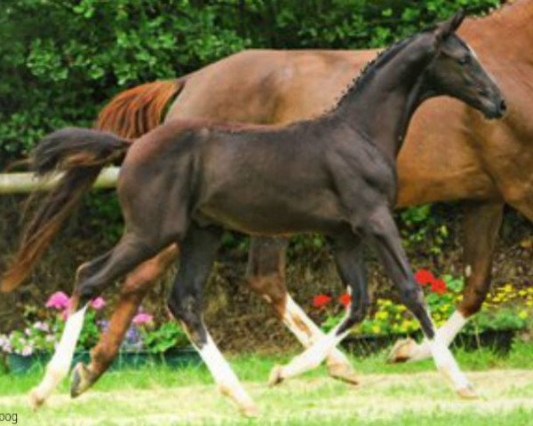 dressage horse Christo E (Hanoverian, 2012, from Christ)