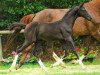 dressage horse Christo E (Hanoverian, 2012, from Christ)