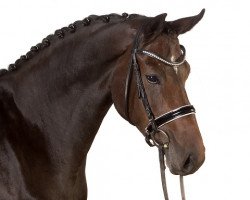 dressage horse Love Me (Hanoverian, 2010, from Londonderry)