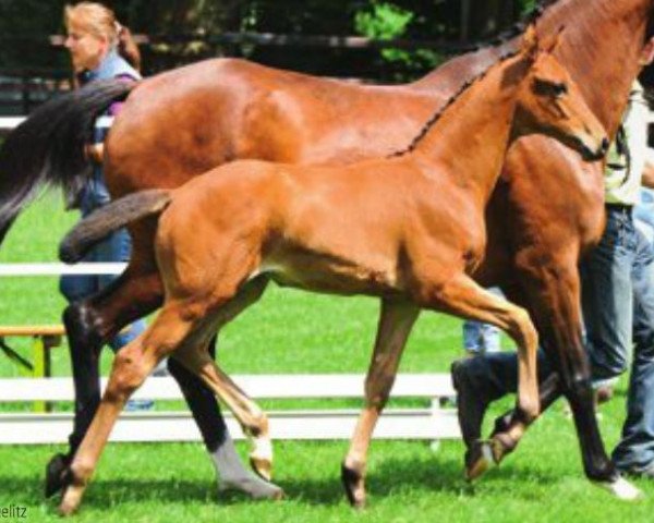 dressage horse Femme Fatale (Hanoverian, 2012, from Zack)