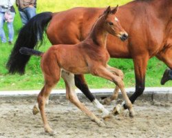 broodmare Cassandra (Hanoverian, 2012, from Cador 5)