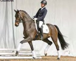 dressage horse Casanova (Hanoverian, 2012, from Christ)