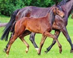 dressage horse Do It Yourself D (Hanoverian, 2013, from Detroit)