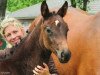 dressage horse Das Highlight (Hanoverian, 2012, from Detroit)