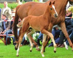 dressage horse Que de Feu (Hanoverian, 2012, from Quasar de Charry)