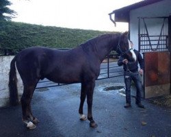 Deckhengst Harlequin du Carel (Selle Français, 1995, von Rosire)