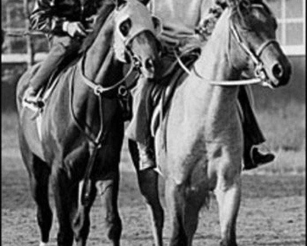 stallion Jim French xx (Thoroughbred, 1968, from Graustark xx)