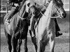 stallion Jim French xx (Thoroughbred, 1968, from Graustark xx)