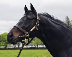 stallion Sovereign Water xx (Thoroughbred, 1986, from Gay Mecene xx)