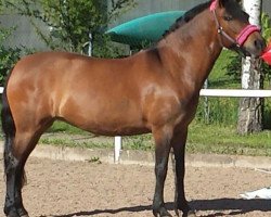 dressage horse Ousor V-16 (Hucul, 2007, from Ousor IX)