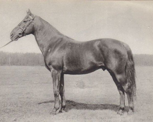 stallion North Star III - Bont. (Furioso, 1944, from North Star XXIV)