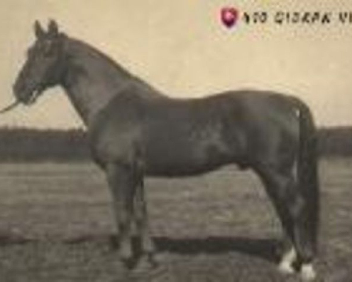 broodmare 717 Gidran VI (Gidran, 1951, from Gidran VI-K)