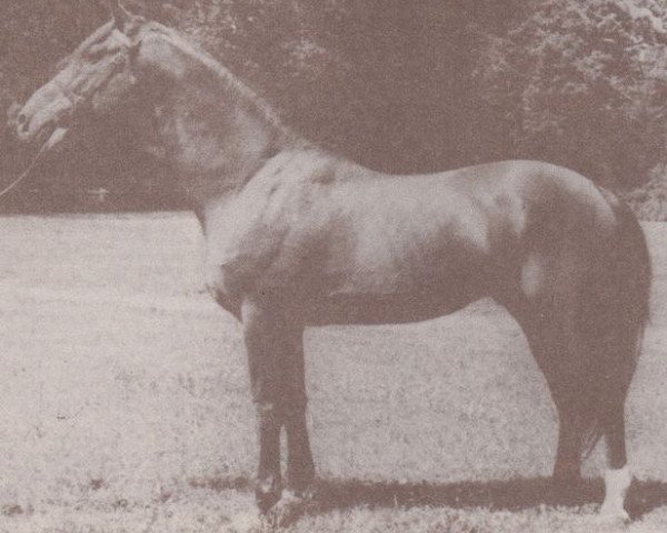 stallion 911 North Star III-62 (Czech Warmblood, 1962, from North Star III - Bont.)